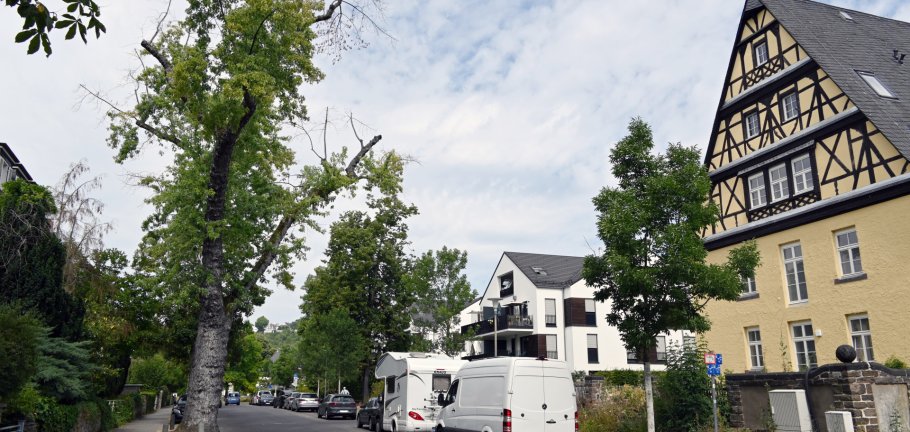 Ein Baum steht an einer Straße. Ein Baum steht an einer Straße.