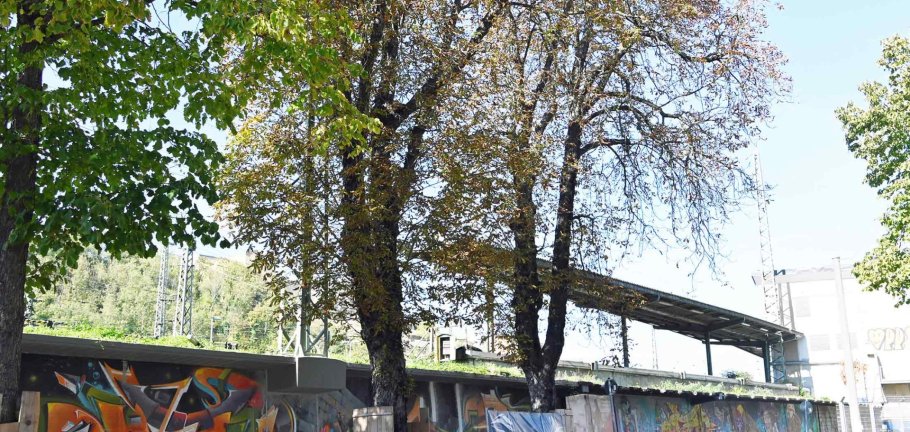 Die beiden rechten Rosskastanien müssen dem Fundament der neuen Lärmschutzwand entlang der Frankenstraße weichen. Die beiden rechten Rosskastanien müssen dem Fundament der neuen Lärmschutzwand entlang der Frankenstraße weichen.