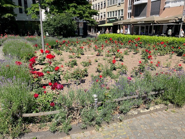 Rosen blühen in einem Beet.