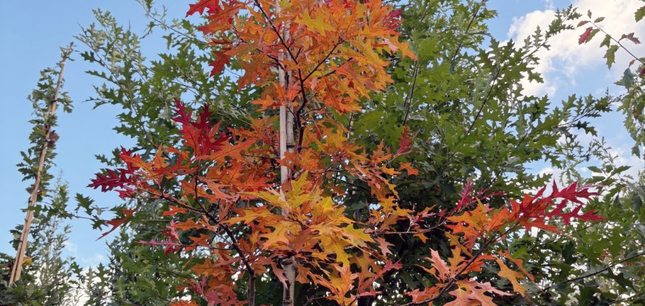 Ein Baum mit rötlichen gefärbten Blätter steht in einer Baumschule. Ein Baum mit rötlichen gefärbten Blätter steht in einer Baumschule.