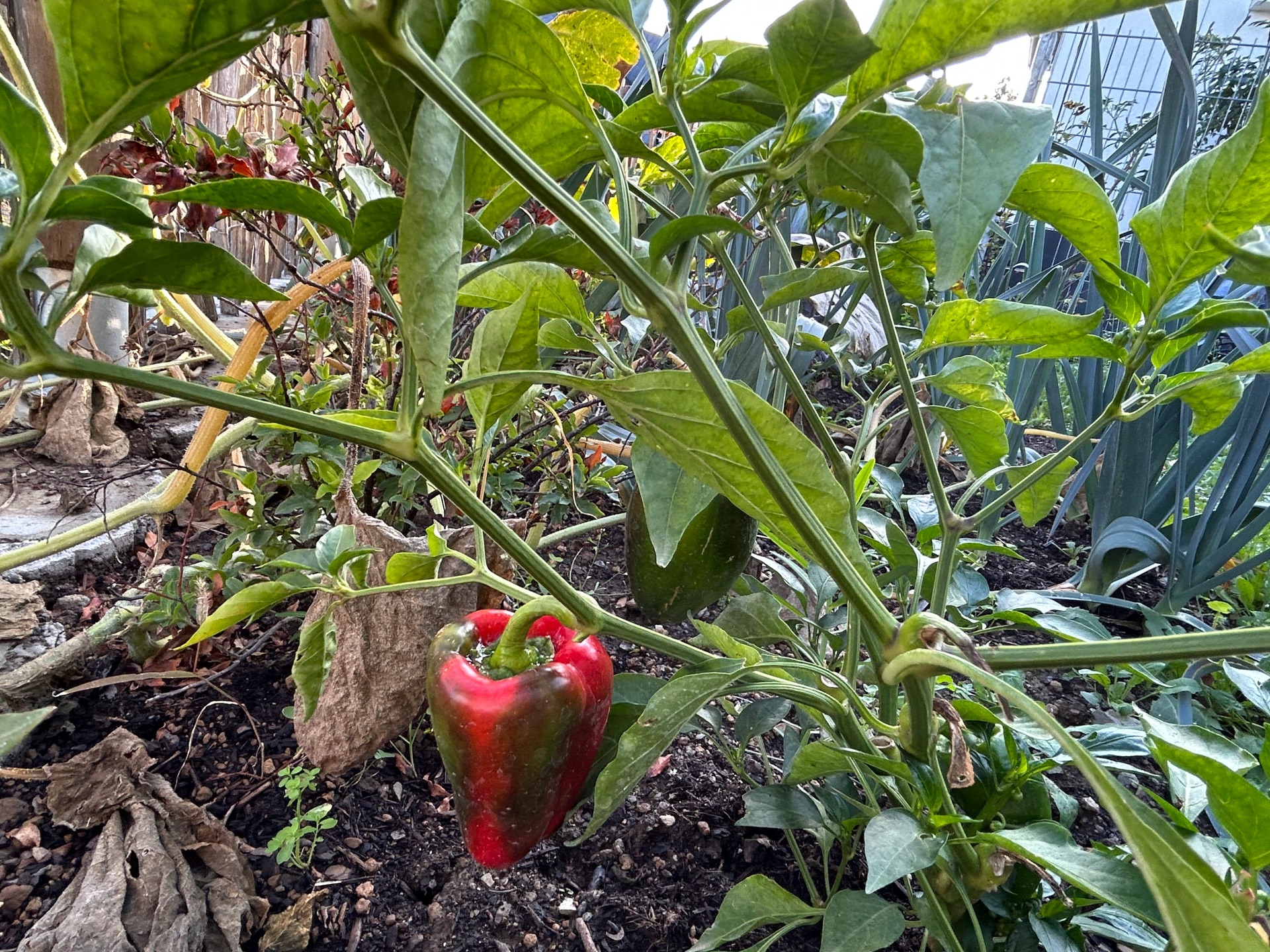 In einem Garten blühen Paprikas.