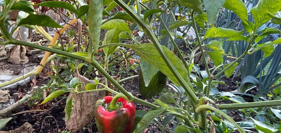 In einem Garten blühen Paprikas.