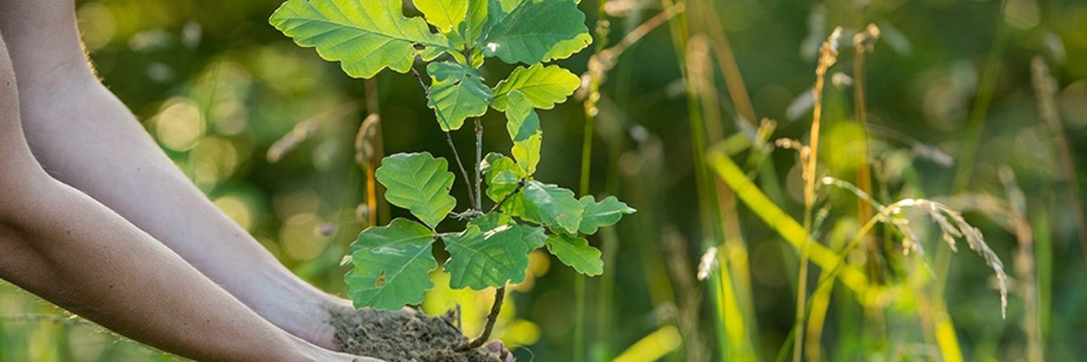 Eiche Zwei Hände halten behutsam einen Eichensetzling.