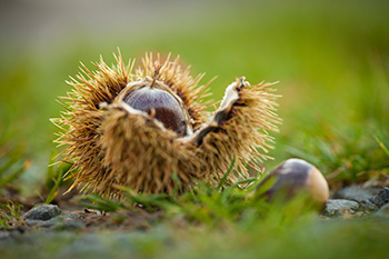 Esskastanien Esskastanien auf einem Moosbett