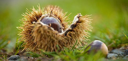 Esskastanien auf einem Moosbett