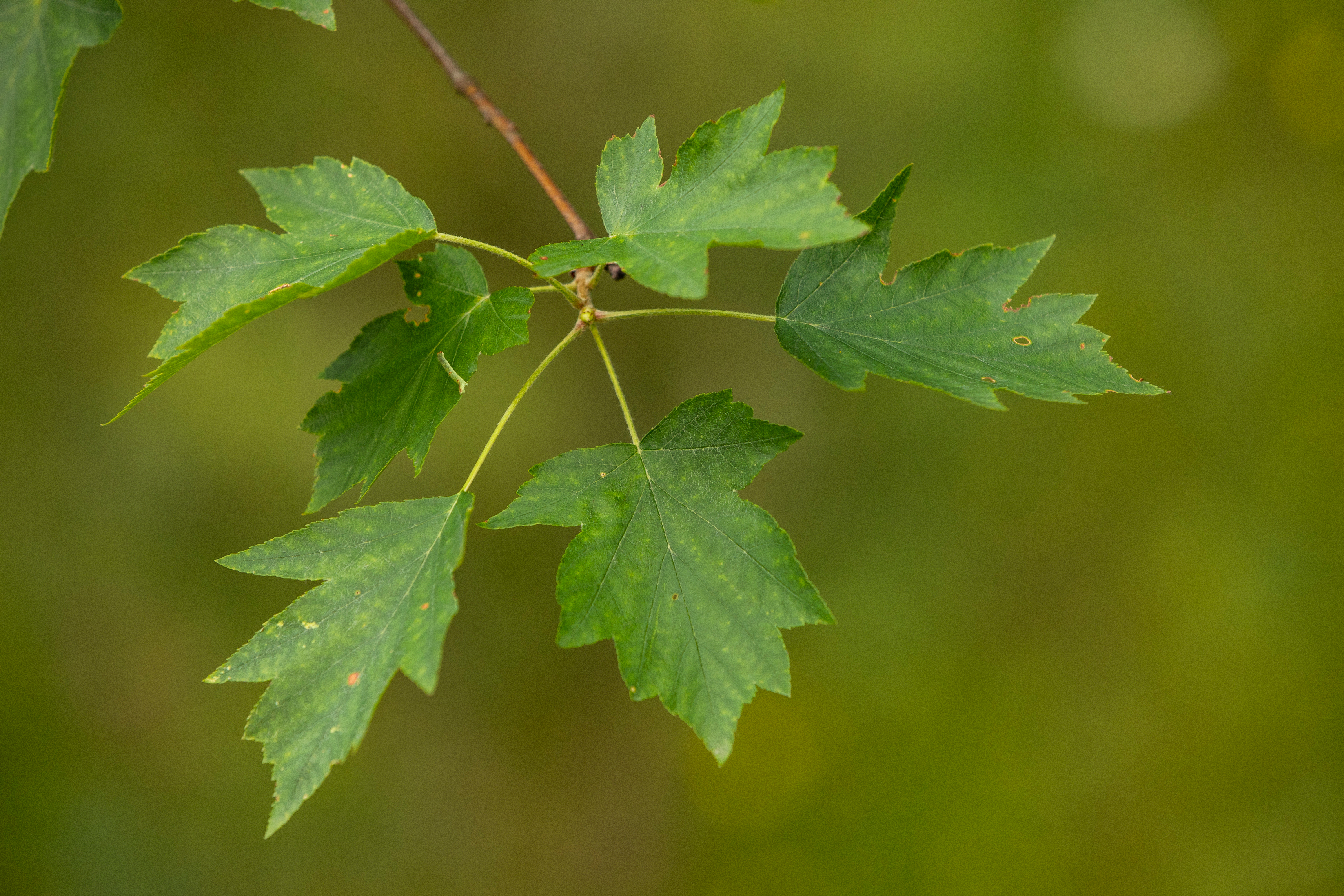 Elsbeere Blatt Elsbeere Blatt