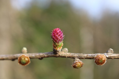 Europäische Lärche Zweig mit Blüten von der Europäische Lärche