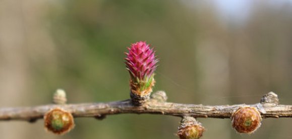 Zweig mit Blüten von der Europäische Lärche