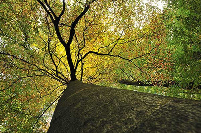 Die Rotbuche ist die "Mutter des Waldes" in Rheinland-Pfalz Die Rotbuche ist die "Mutter des Waldes" in Rheinland-Pfalz