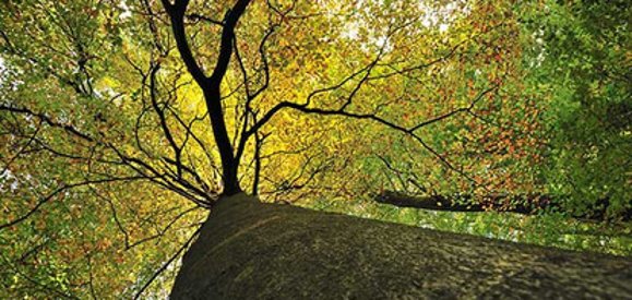 Die Rotbuche ist die "Mutter des Waldes" in Rheinland-Pfalz