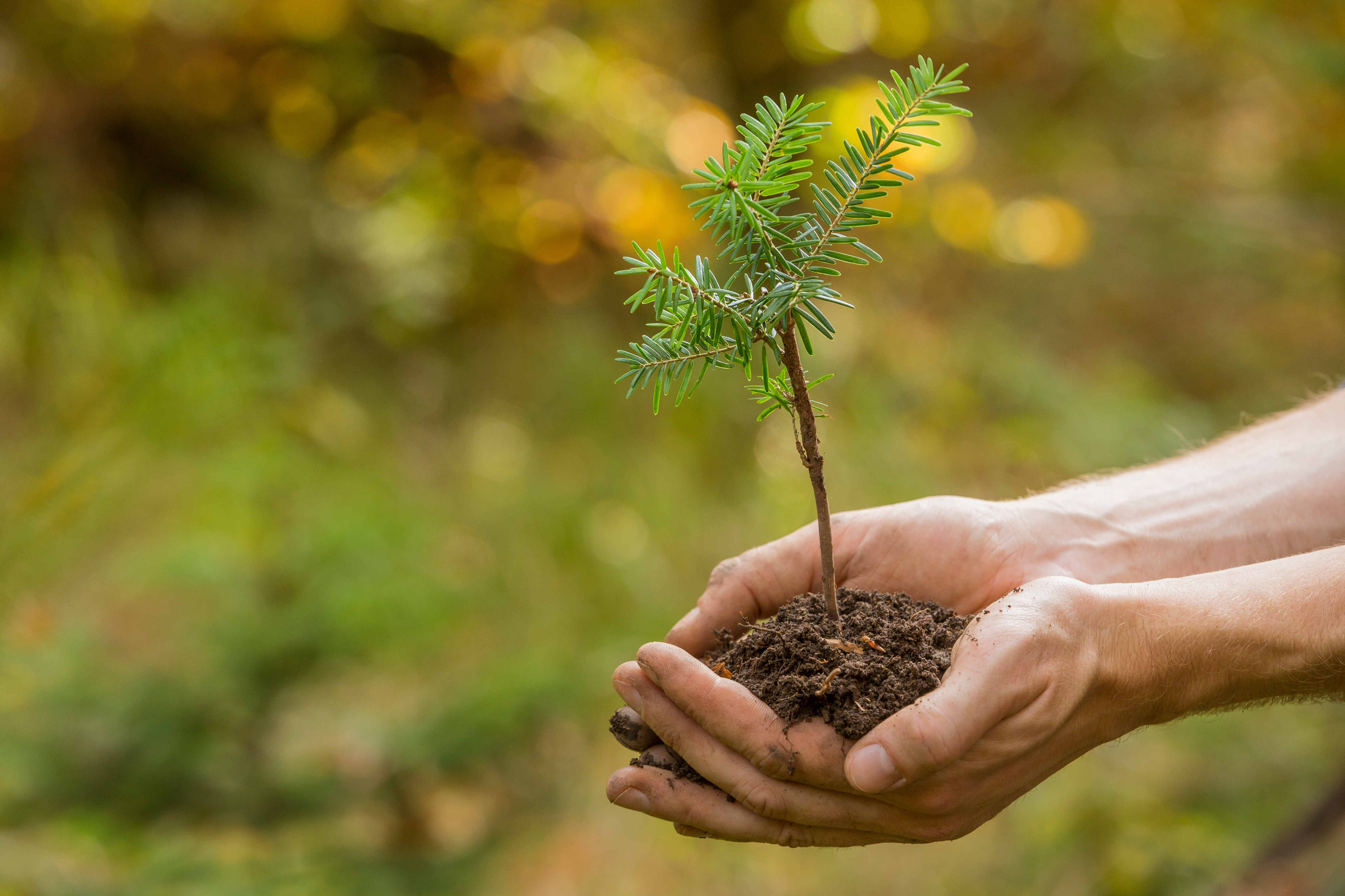Weißtannen Setzling Weißtannen Setzling in den Händen
