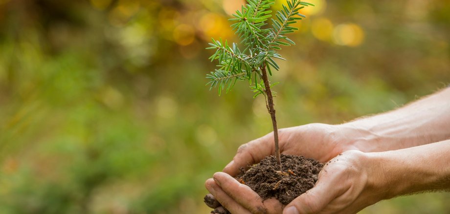 Weißtannen Setzling in den Händen