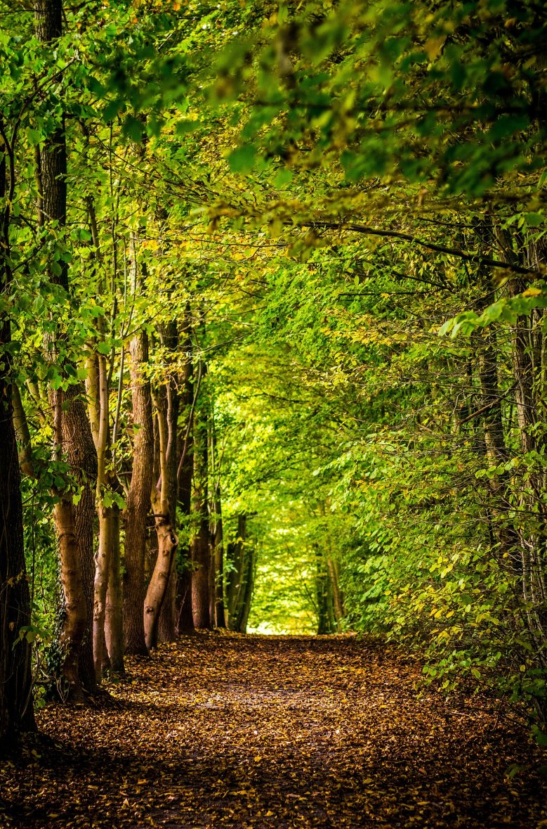 Vitaler grüner Laubwald, durch den ein mit Blättern bedeckter Waldweg führt