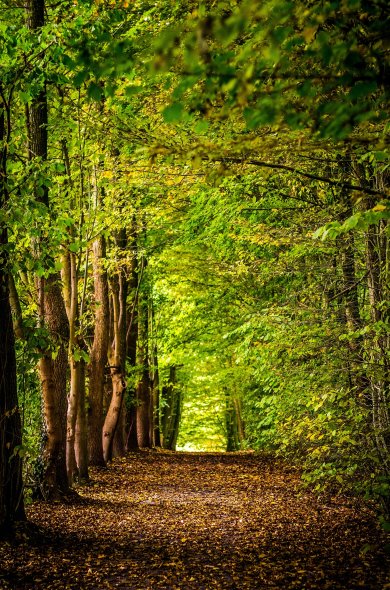 Vitaler Wald Vitaler grüner Laubwald, durch den ein mit Blättern bedeckter Waldweg führt
