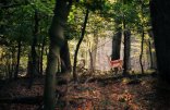 Waldtiere Reh im Wald