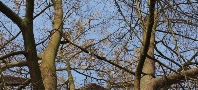 Die starken Äste des Baumes sind brüchig und müssen mit einem Gurt vor dem Herabfallen gesichert werden.