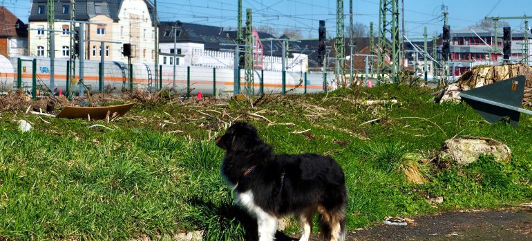 Artenspürhund in Ausbildung Lola sondiert ihr Arbeitsumfeld Artenspürhund in Ausbildung Lola sondiert ihr Arbeitsumfeld